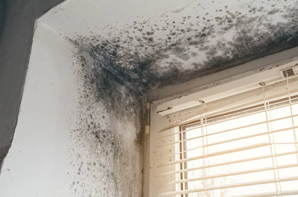 Trusted Attic Mold Removal service in Boykins, VA - Cheap Mold Removal